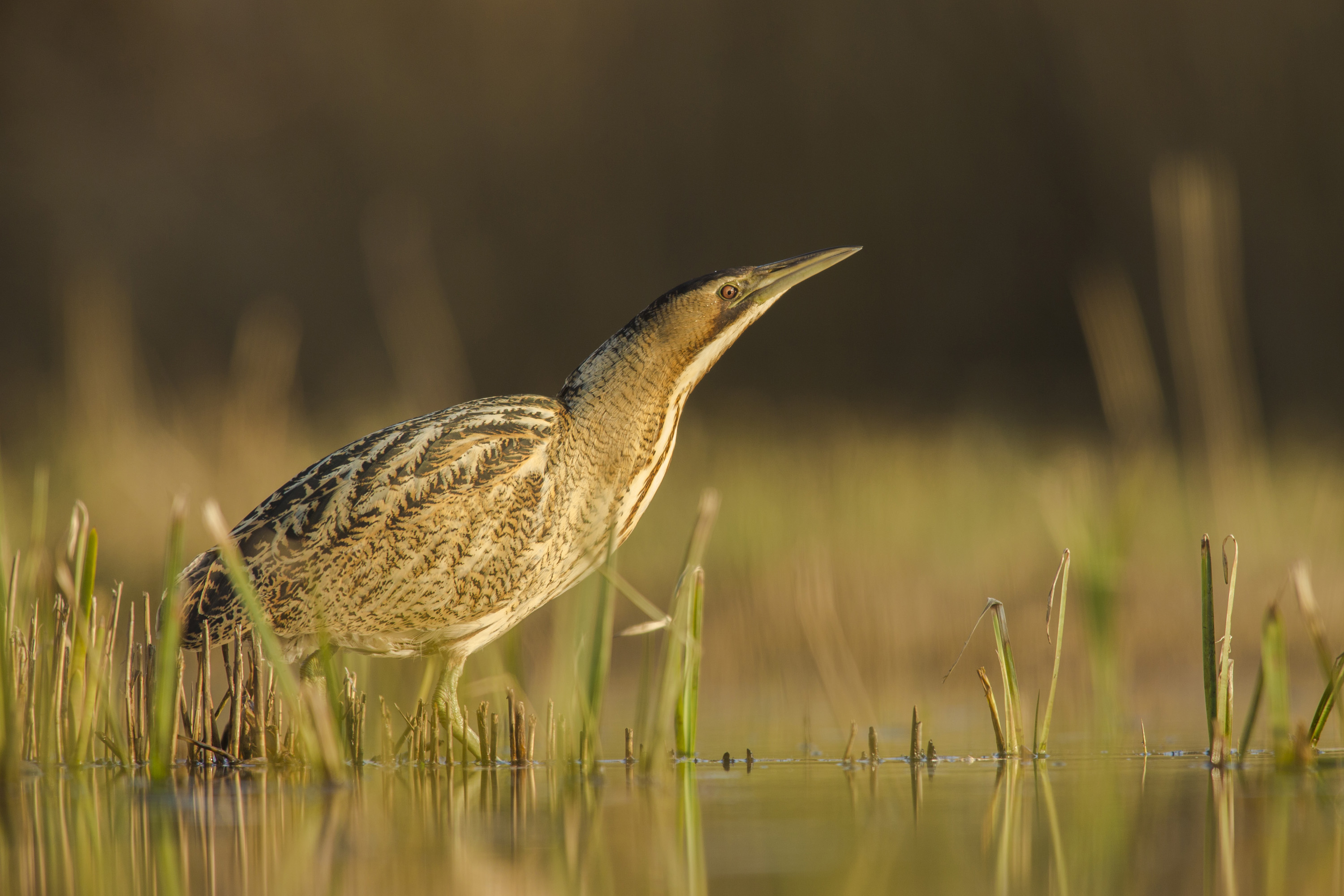 Especie de Avetoro, en su hábitat natural. Fuente: SEO Birdlife Jamie Hall – Shutterstock 
