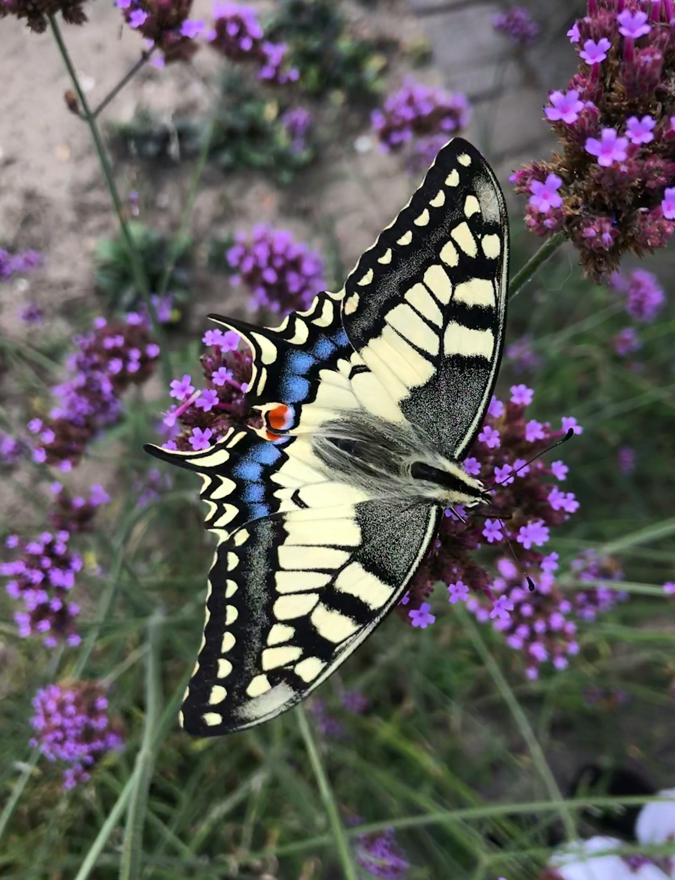 Mariposa macaón encima de la flor de color violeta. 